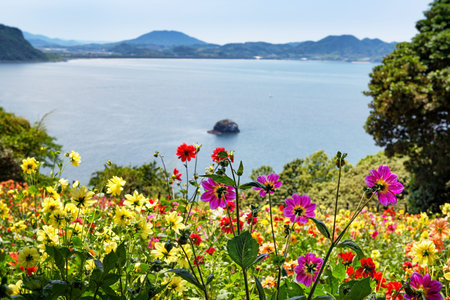 Colorful flowers in the island park in japan with blue sea and mountains on the backgroundの写真素材
