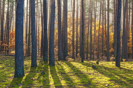 Scenic autumn pine forest illuminated by morning sunの写真素材