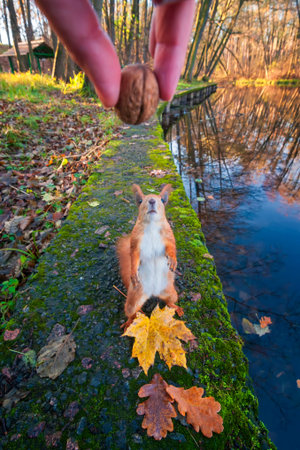 Funny cute squirrel  looks at human hand with nut. Feeding wild animals, Focus on squirrelの写真素材