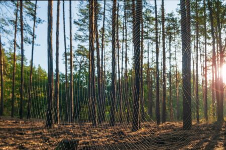 Spider web illuminated by sun in the autumn forest. Indian summer, last warm days of autumnの写真素材