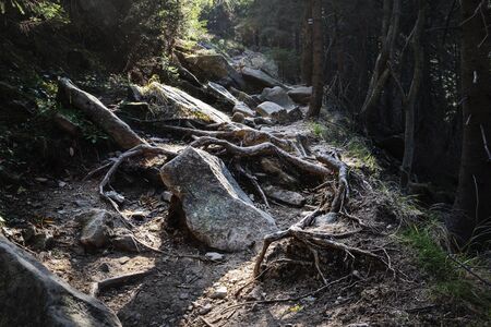 Scary forest trail with roots like hands and stones surrounded by shady pinesの写真素材