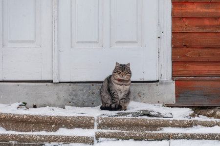 Domestic cat sitting on a porch. Near perfect furry cat.の写真素材