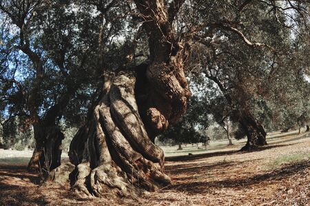 Old olive tree. Olive garden in Italyの写真素材