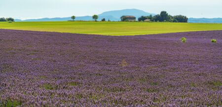 Blooming  lavender field in Valensole, Provence, France. Colorful panorama. Focus on foregroundの写真素材