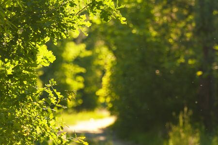 Sunny walkwayi n the spring park. Colorful background with selective focus on the left.の写真素材