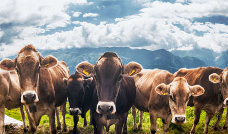 Funny gang of brown Swiss cows in alpine pastureの写真素材