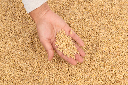 Hand with whole rye grain on the background of granary storage