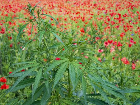 Cannabis plant on poppy field. Natural drugs.の写真素材