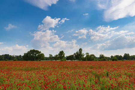 Colorful field with red poppies. Summer countryside in Ukraineの写真素材