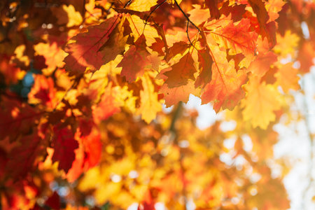 Fall background with dry leaves on the oak tree illuminated by october sun