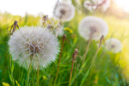 Flyffy dandellion heads illuminated by sun. Blowballs with sun flareの写真素材