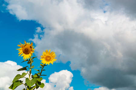 Two vibrant sunflowers against blue sky with clouds.の写真素材