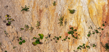 Green plants on the colorful sand. Desert and evironment texture.の写真素材