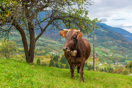 Cute brown cow with cow bell on the alpine pasture. Autumn at the countryside in carpathian mountains, Ukraineの写真素材