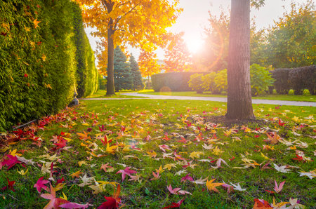 Sunny autumn scene in the park. Fallen red and yellow mapple leaves on the green lawn illuminated by...
