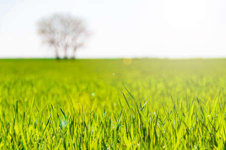 Farm field with fresh green sprouts of wheat. Springtime at the countryside. Selective focus on the front shoots.の写真素材