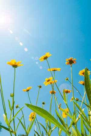 Blooming spring wildflowers and blue sky with sun flareの写真素材