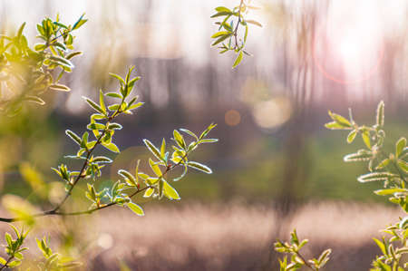 Fresh green spring foliage with sun flare. Spring background.の写真素材