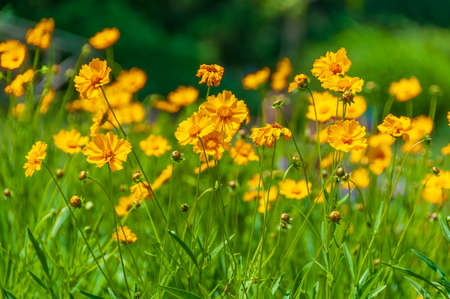 Yellow spring wildflowers on the green lawnの写真素材