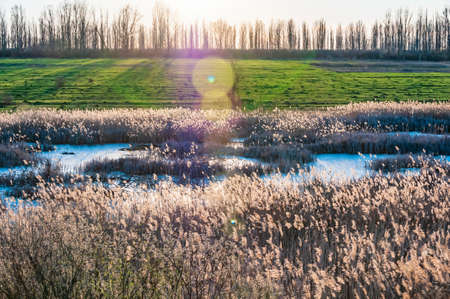 Wildgrass on the swamp in spring. Springtime  in the countrysideの写真素材