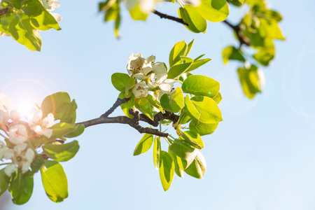 Blooming apple tree. Nature awakening. Spring background with sun flare.