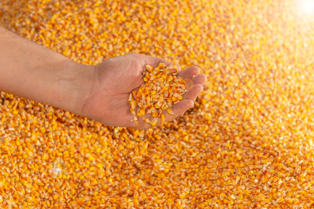 Golden corn seeds pouring from human hand with corn seeds on the backgroundの写真素材