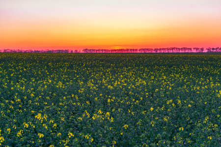 Canola field in the evening. Blooming rapeseed field at the sunset. Industrial countryside landscape