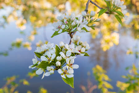 Blooming apple tree branch. Symbol of springの写真素材
