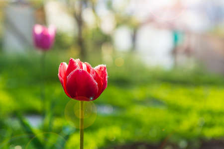 Red tulip flower with sun flareの写真素材