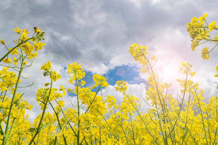 Bright yellow rapeseed flowers stretching to the sun. Spring scene at the countryside
