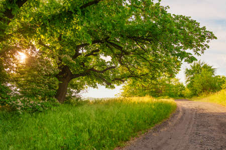 Sunny forest meadow. Curved dirt road and big old trees on the sunny forest meadowの写真素材