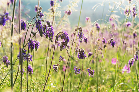 Wild salvia flowers in a sunny meadow, selective focusの写真素材
