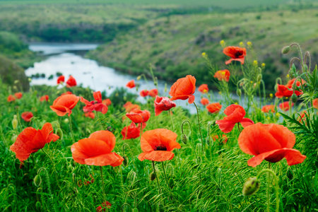 Red poppy wild flowers and the river canyonの写真素材