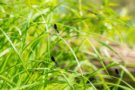 Colorful dragonfly on the grass. Sunny scene on the river or lake