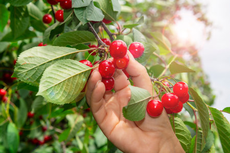 Fresh sweet cherry picking in the garden. Hand with ripe red cherries.