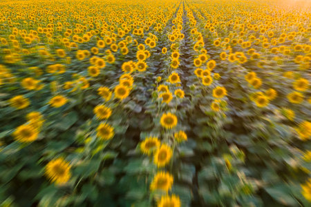 Creative photo of sunflower field from above with motion blur. Fast motion above suflower field....