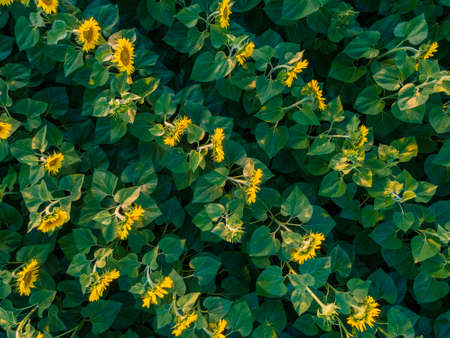Sunflower plants from above. Creative aerial photoの写真素材