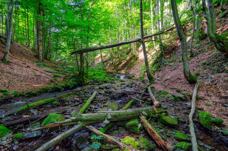 Deep forest landscape. Wild forest canyonの写真素材