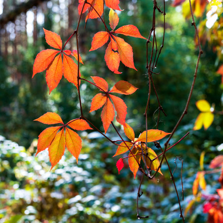 Beautiful red five-leaved ivy leaves in an autumn forest