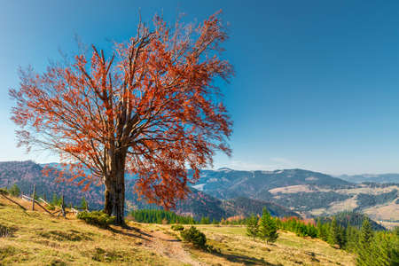 Lonely tree with golden leaves in the mountainsの写真素材