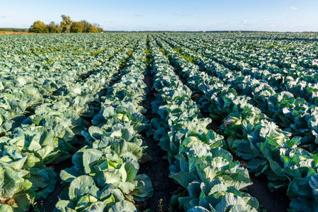 Big field of ripe cabbagesの写真素材