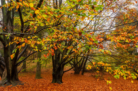 Yellow autumn trees. Scene in the park