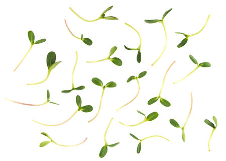 Various micro green sprouts isolated on white. Healthy or vegan food template