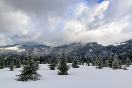 Mountains highlands covered by deep snow, spruce trees on a foreground