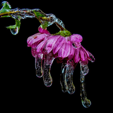 Art photo of ice frozen flower with icicles isolated on black. Nature jewellery. Macro photo for interior design. Set of twoの写真素材