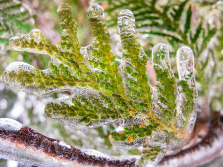 Macro photo of ice frozen leaf.の写真素材
