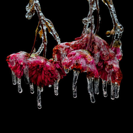 Studio photo of natural ice frozen flowers with icicles isolated on black. Art photo for interior design. Set of two.の写真素材