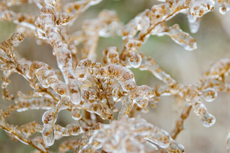 Frozen grass after ice rain. Amazing nature crystalsの写真素材
