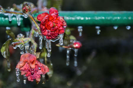 Frozen rose flowers in the garden. Beautiful nature decorationの写真素材