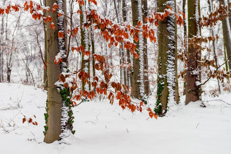 First winter snowfall in the park. Yellow autumn leaves covered by snow. Artistic photo for interior designの写真素材